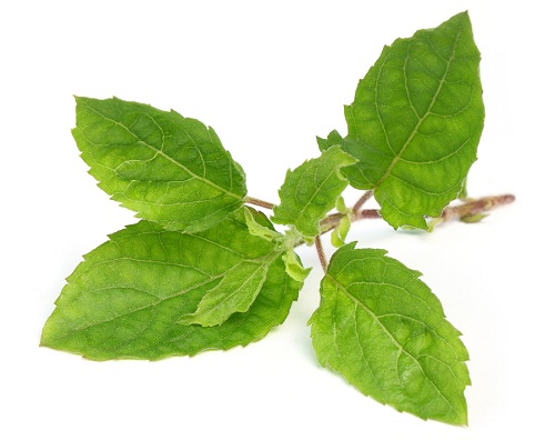 tulsi leaves for hair