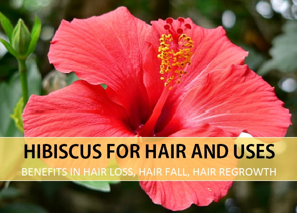 Hibiscus for Hair Uses, Benefits 