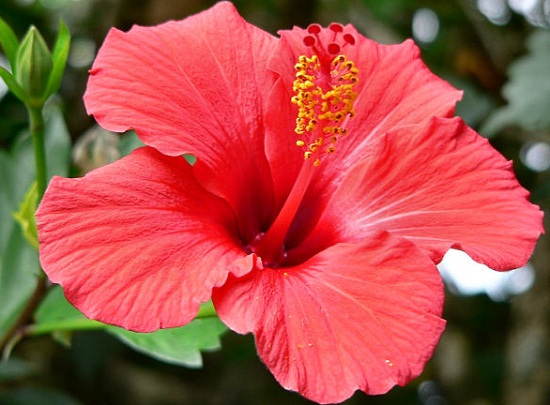 8 Top Herbs to keep the hair healthy hibiscus