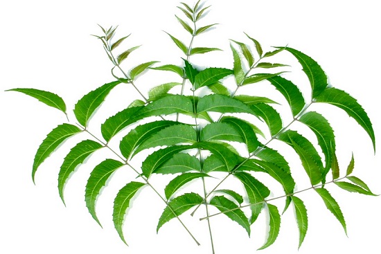 8 Top Herbs to keep the hair healthy neem leaves
