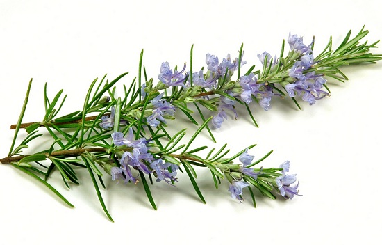 How to use Rosemary Essential Oil for Hair Loss