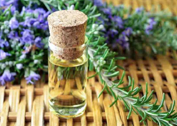 How to Use Tea Tree Oil for Hair Growth rosemary oil