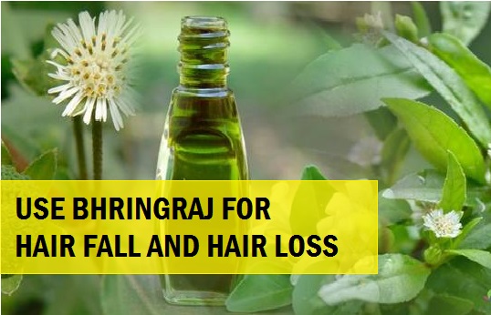How to try Bhringraj (Eclipta Alba) for Hair Fall and Hair Loss