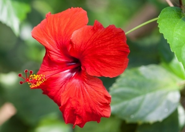 Hibiscus Flower to Treat Hair Loss and Hair Fall 2