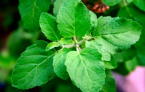 Remedies with Tulsi to Treat Pimples and Acne Scars on the Face