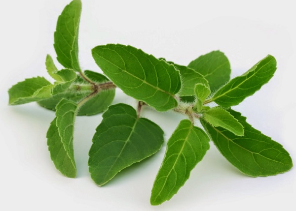 Remedies with Tulsi to Treat Pimples and Acne