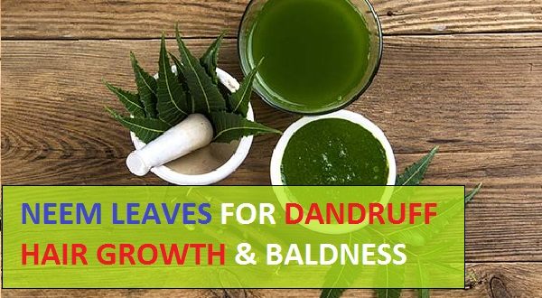 Neem Leaves and Powder for Dandruff, Hair Growth and Baldness