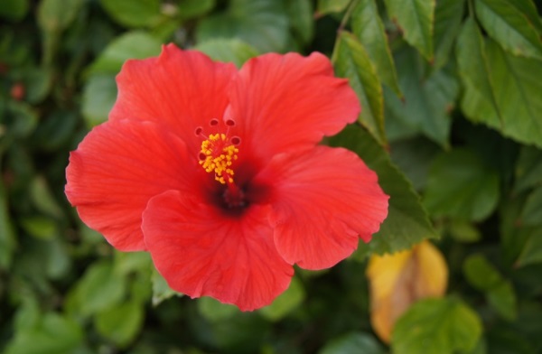 6 Best Ways to use (Gudhal) Hibiscus Flower Powder for Hair Growth