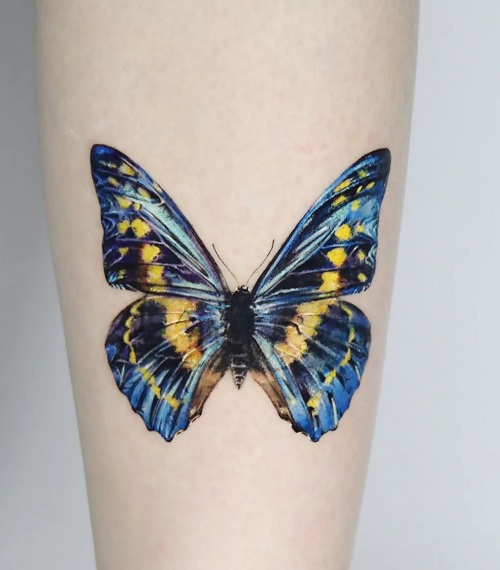 Blue colored Butterfly